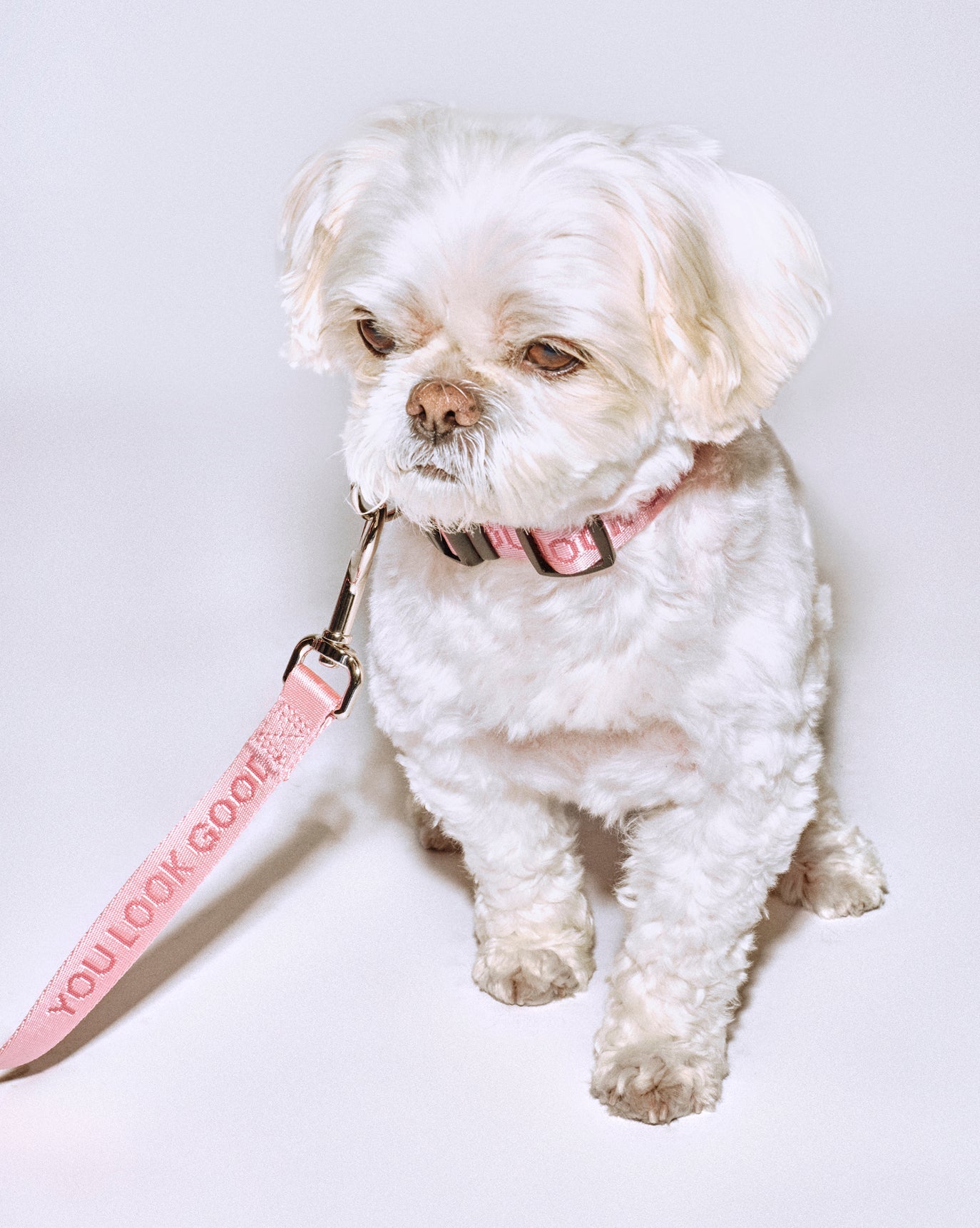 You Look Good Leash