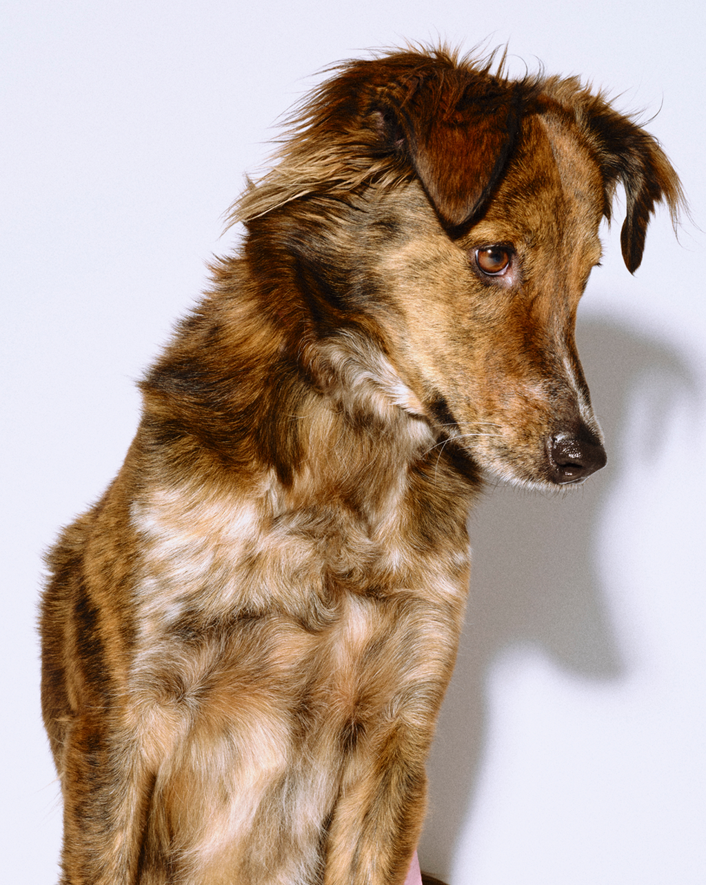 Smile Wave Pet Waste Bags
